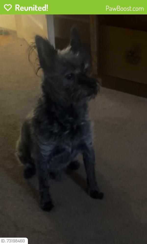 Reunited Male Dog last seen Bowhill/Elizabeth Ave, Hamilton Township, NJ 08610