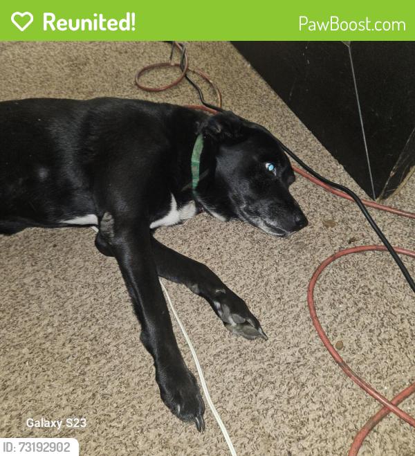 Reunited Male Dog last seen Locust Hill & Rutherford rd, Greenville, SC 29609