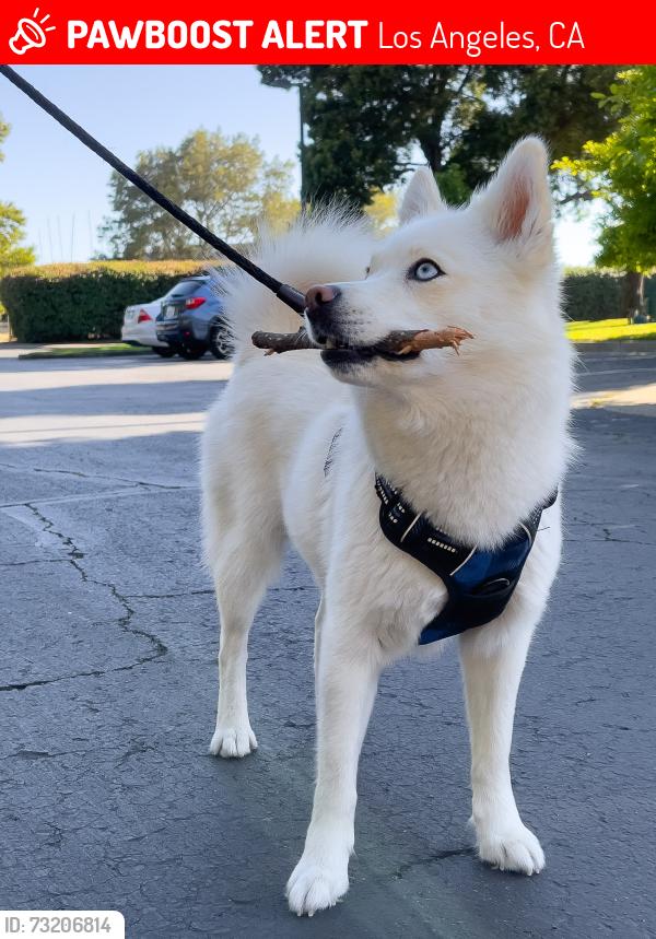 Lost Female Dog last seen North Fairfield Ave, Los Angeles, CA 90004