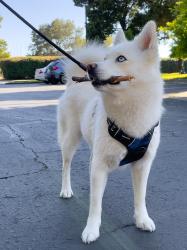 Lost Female Dog last seen North Fairfield Ave, Los Angeles, CA 90004
