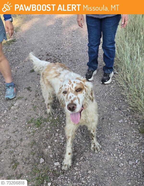 Found/Stray Male Dog last seen Blue Mountain, Missoula, MT 59804
