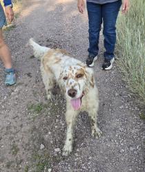Found/Stray Male Dog last seen Blue Mountain, Missoula, MT 59804