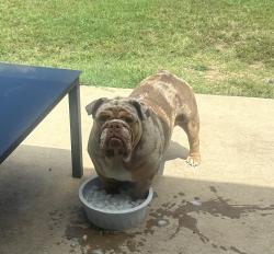 Reunited Female Dog last seen Bear creek, Glenn Heights, TX 75154
