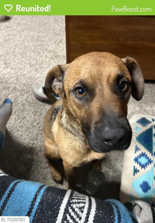 Reunited Male Dog last seen W swain road and Williamsburg, Lincoln Village, CA 95207