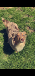 Lost Female Dog last seen town mountain road, Pikeville, KY 41501