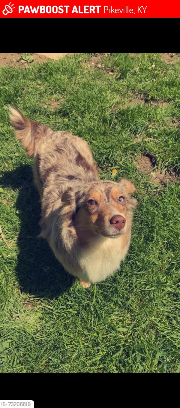 Lost Female Dog last seen town mountain road, Pikeville, KY 41501