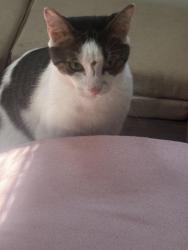 Found/Stray Unknown Cat last seen Dunkin’ donuts, Nashua, NH 03060