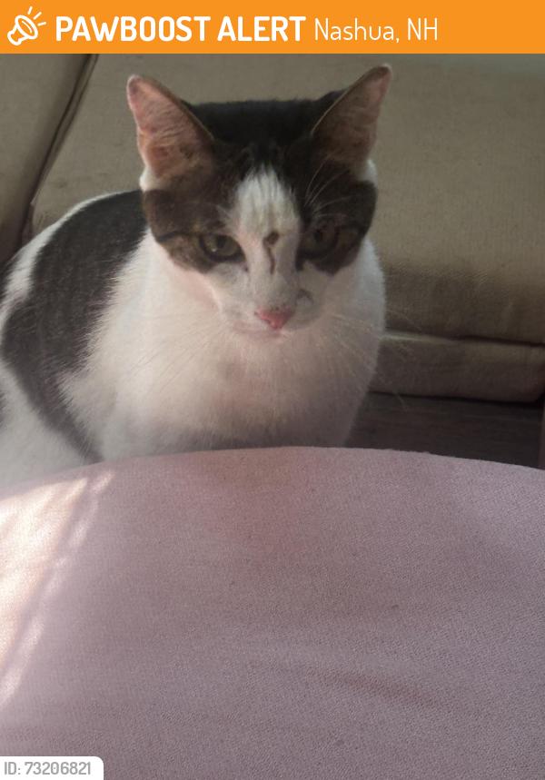 Found/Stray Unknown Cat last seen Dunkin’ donuts, Nashua, NH 03060