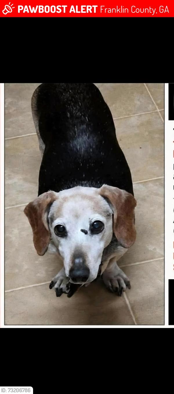 Lost Male Dog last seen Uniwatti road and Muddy branch road Canon Ga, Franklin County, GA 30521