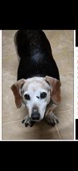 Lost Male Dog last seen Uniwatti road and Muddy branch road Canon Ga, Franklin County, GA 30521