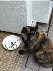 Lost Unknown Cat last seen Cortlandt and 27th, Houston, TX 77008