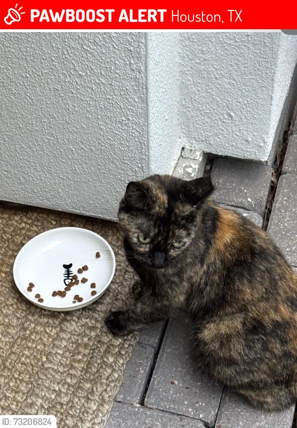 Lost Unknown Cat last seen Cortlandt and 27th, Houston, TX 77008