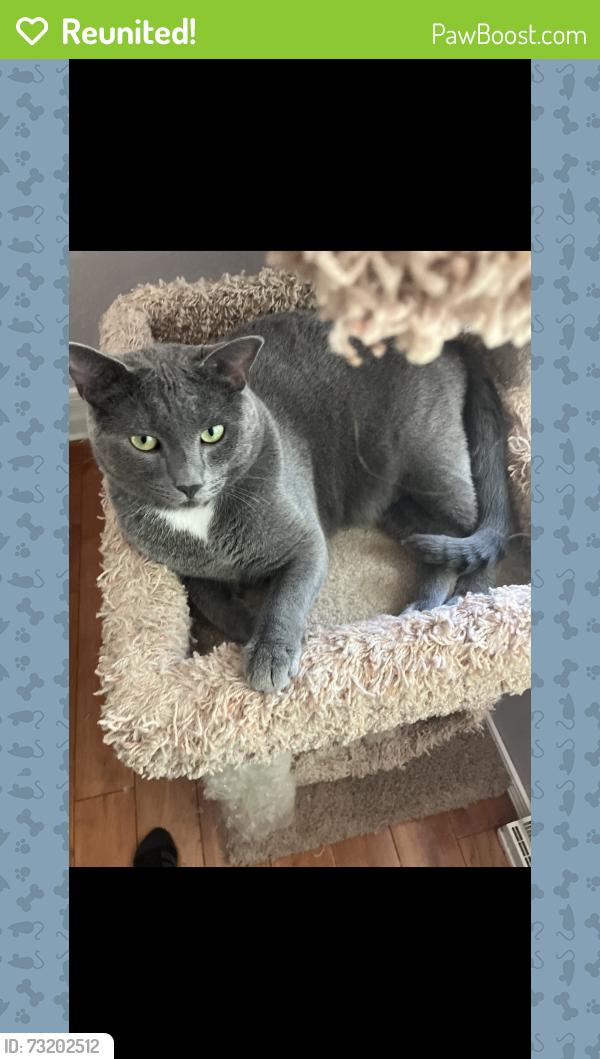 Reunited Male Cat last seen Hazelwood Avenue and Wood Ln, Green Bay, WI 54304
