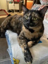 Lost Female Cat last seen Dog hse and drinkery, Leander, TX 78641