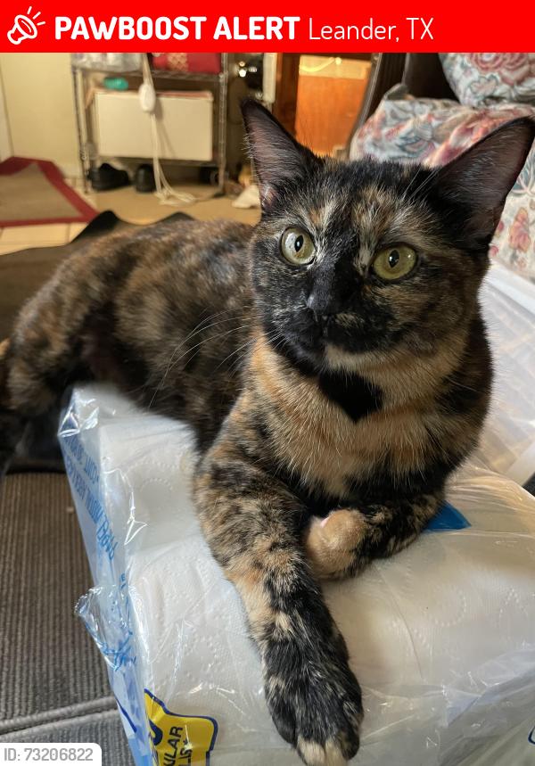 Lost Female Cat last seen Dog hse and drinkery, Leander, TX 78641