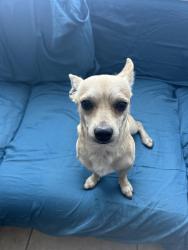 Reunited Male Dog last seen 11th and alamitos, Long Beach, CA 90813