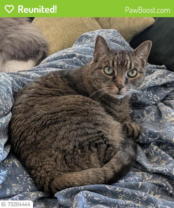 Reunited Male Cat last seen 185th St E and Lipoma Firs E, Graham, WA 98374
