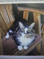 Lost Male Cat last seen S. Beston Rd Hadley Acres/Walnut Creek area, Wayne County, NC 28551