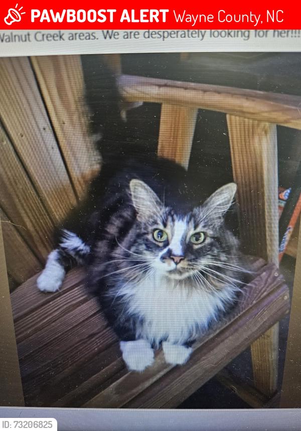 Lost Male Cat last seen S. Beston Rd Hadley Acres/Walnut Creek area, Wayne County, NC 28551