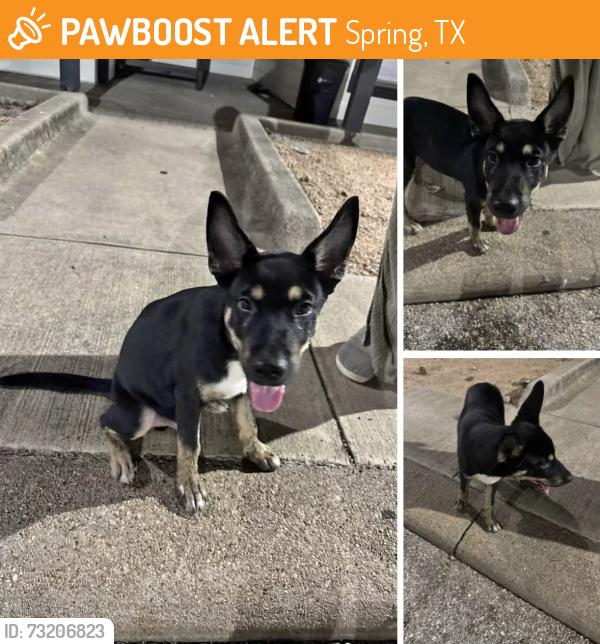 Found/Stray Male Dog last seen Rock Creek at Hollow Tree, Spring, TX 77373