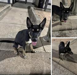 Found/Stray Male Dog last seen Rock Creek at Hollow Tree, Spring, TX 77373