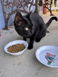 Reunited Unknown Cat last seen Towers and Entradero, Torrance, CA 90503