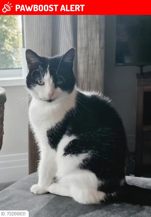 Lost Female Cat last seen Queen Alexandra Road, Tyne and Wear, England SR3 1XN