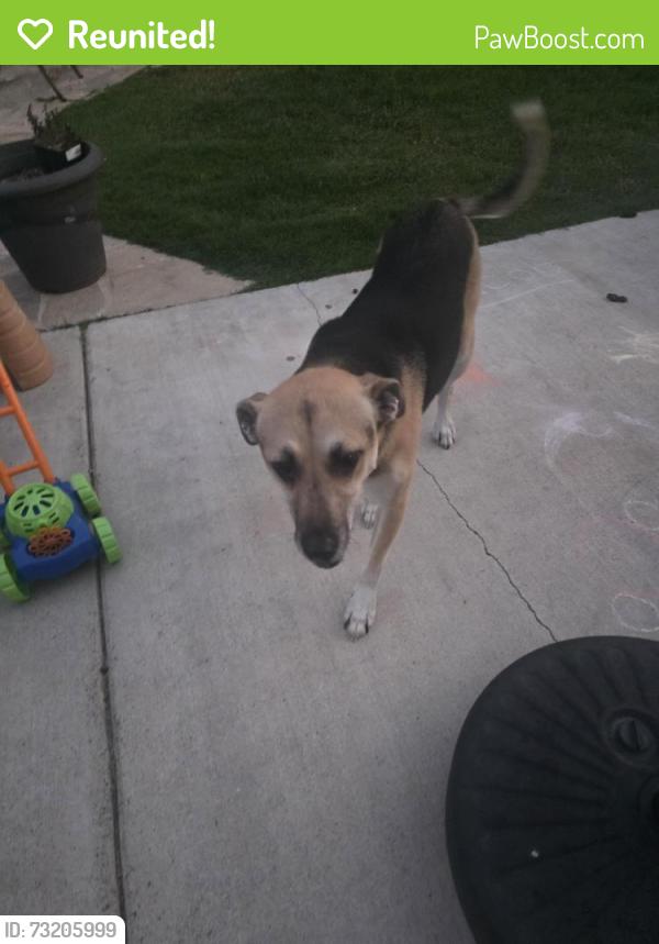 Reunited Female Dog last seen Springdale and Westminster, Huntington Beach, CA 92647