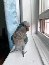 Lost Female Bird last seen Near the 9 bus stop, The Bronx, NY 10463