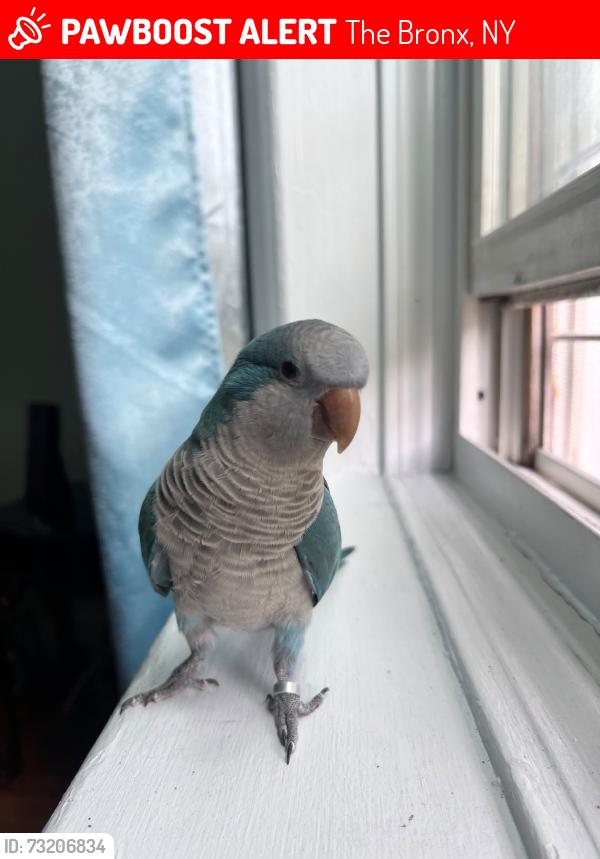 Lost Female Bird last seen Near the 9 bus stop, The Bronx, NY 10463