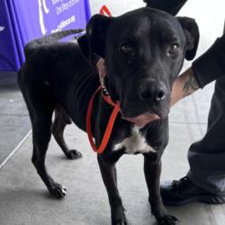 Shelter Stray Male Dog last seen , 1850 W 60th St, Los Angeles, CA 90047, USA