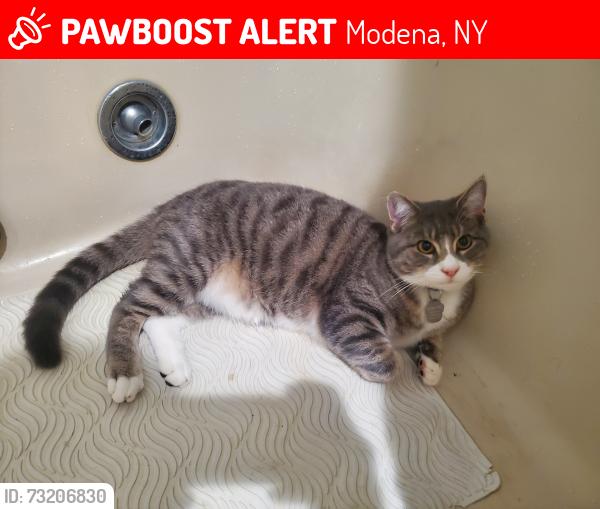 Lost Male Cat last seen Meadow Ln & Plate Rd (2nd entrance), Modena, NY 12548