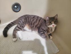 Lost Male Cat last seen Meadow Ln & Plate Rd (2nd entrance), Modena, NY 12548