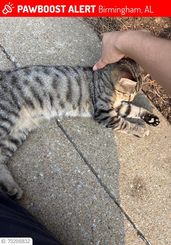 Lost Female Cat last seen Regions field/alight Birmingham, Birmingham, AL 35233