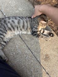 Lost Female Cat last seen Regions field/alight Birmingham, Birmingham, AL 35233