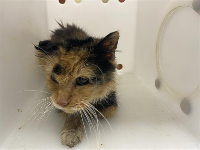 Shelter Stray Female Cat last seen Near BLOCK S 21ST ST, 3839 W Burnham St, West Milwaukee, WI 53215, USA