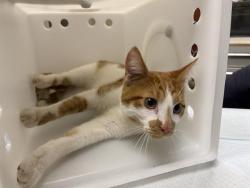 Shelter Stray Male Cat last seen Near BLOCK W BRADLEY RD, 3839 W Burnham St, West Milwaukee, WI 53215, USA