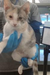 Shelter Stray Female Cat last seen Near BLOCK E BRITTON RD, 2811 SE 29th St, Oklahoma City, OK 73129, USA