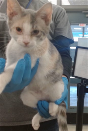 Shelter Stray Female Cat last seen Near BLOCK E BRITTON RD, 2811 SE 29th St, Oklahoma City, OK 73129, USA