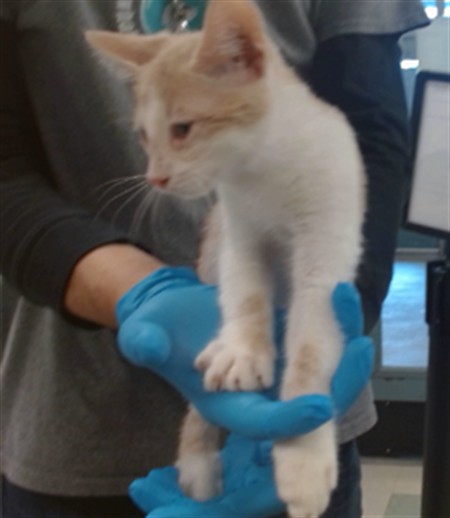 Shelter Stray Male Cat last seen Near BLOCK E BRITTON RD, 2811 SE 29th St, Oklahoma City, OK 73129, USA