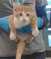 Shelter Stray Male Cat last seen Near BLOCK E BRITTON RD, 2811 SE 29th St, Oklahoma City, OK 73129, USA