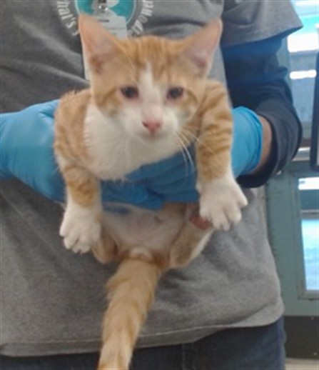 Shelter Stray Male Cat last seen Near BLOCK E BRITTON RD, 2811 SE 29th St, Oklahoma City, OK 73129, USA