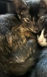 Shelter Stray Unknown Cat last seen Near BLOCK E BRITTON RD, 2811 SE 29th St, Oklahoma City, OK 73129, USA