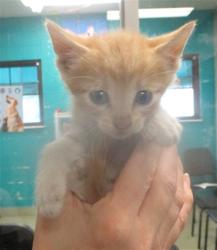 Shelter Stray Unknown Cat last seen , 2811 SE 29th St, Oklahoma City, OK 73129, USA
