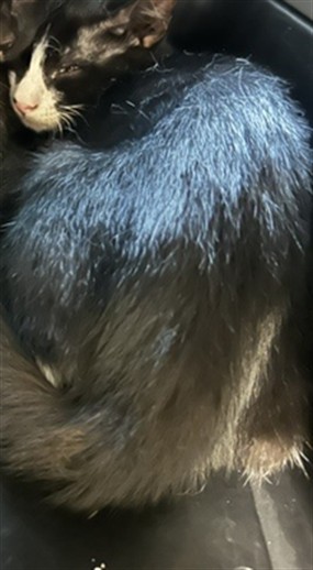 Shelter Stray Unknown Cat last seen Near BLOCK E BRITTON RD, 2811 SE 29th St, Oklahoma City, OK 73129, USA