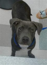 Shelter Stray Male Dog last seen FOUND AT BRAUMS 3921 S PENN, 2811 SE 29th St, Oklahoma City, OK 73129, USA