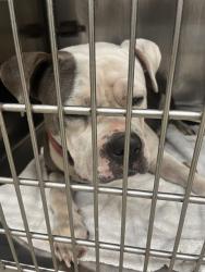 Shelter Stray Female Dog last seen ABANDONED AT OKCAW, 2811 SE 29th St, Oklahoma City, OK 73129, USA