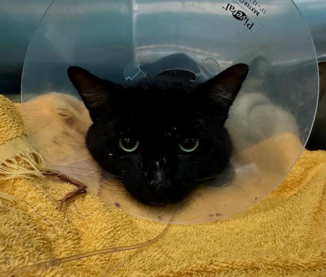 Shelter Stray Male Cat last seen DORCHESTER, 350 S Huntington Ave, Jamaica Plain, MA 02130, USA