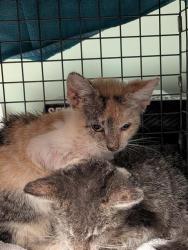 Shelter Stray Female Cat last seen , 2020 Forest St, Jacksonville, FL 32204, USA
