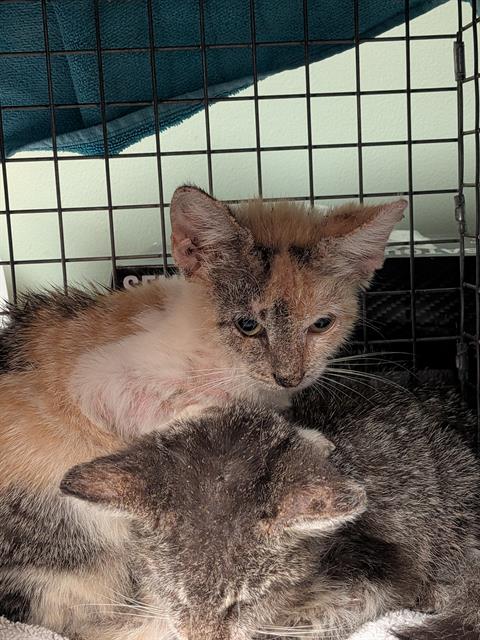 Shelter Stray Female Cat last seen , 2020 Forest St, Jacksonville, FL 32204, USA
